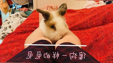 娱乐吃瓜酱视频下载及明星资讯新动态揭秘